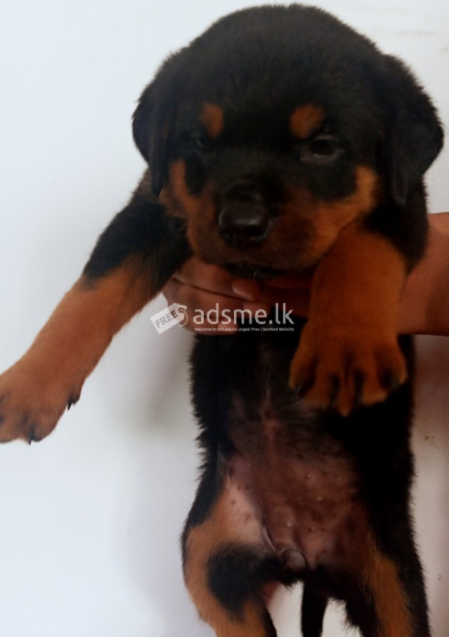 Rottweiler puppies