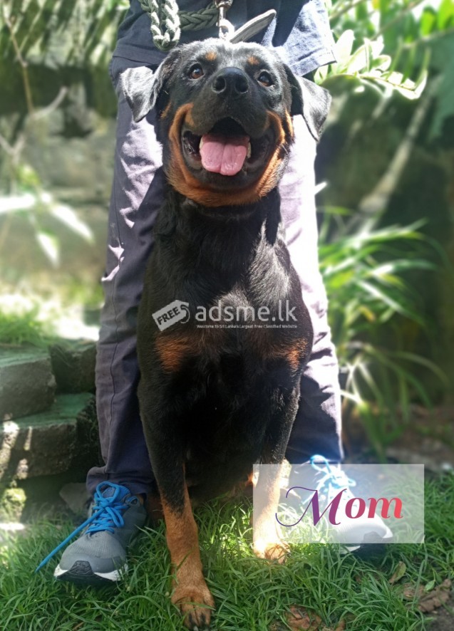 Rottweiler puppies