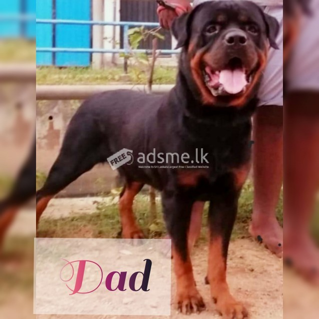 Rottweiler puppies