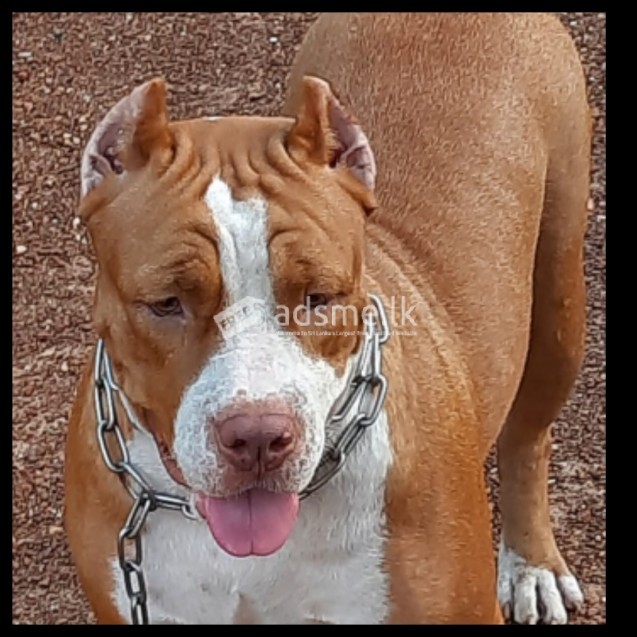 XXL American bully puppies