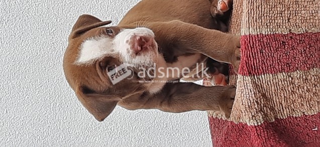 XXL American bully puppies