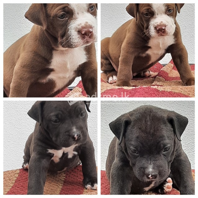 XXL American bully puppies