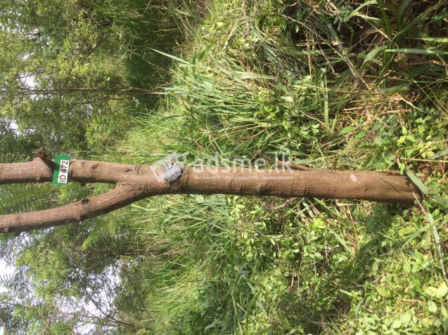 Sandalwood Plantation For Sale