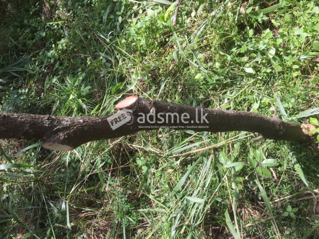 Sandalwood Plantation For Sale