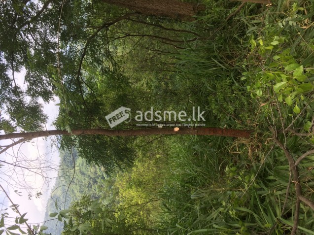 Sandalwood Plantation For Sale
