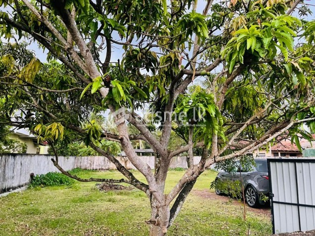 Land for sale in Pamunugama