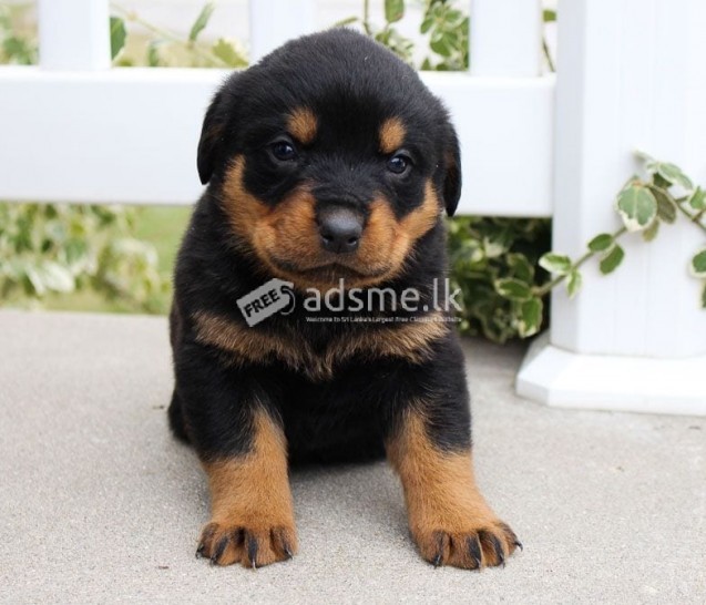 Rottweiler puppies  for sale