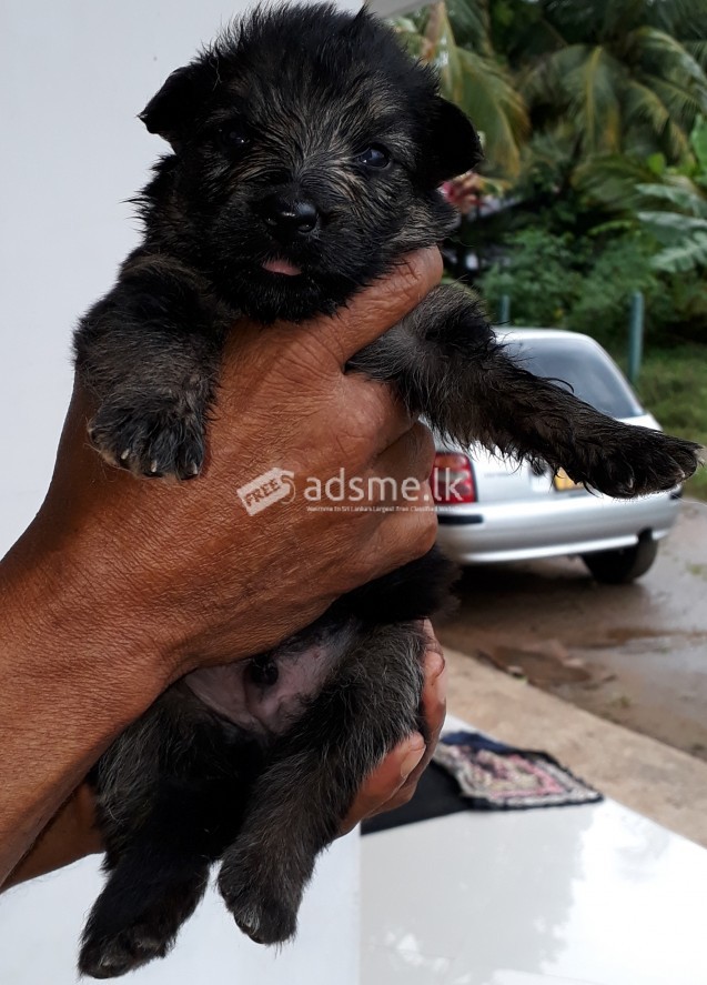German Shepherd puppy long coat