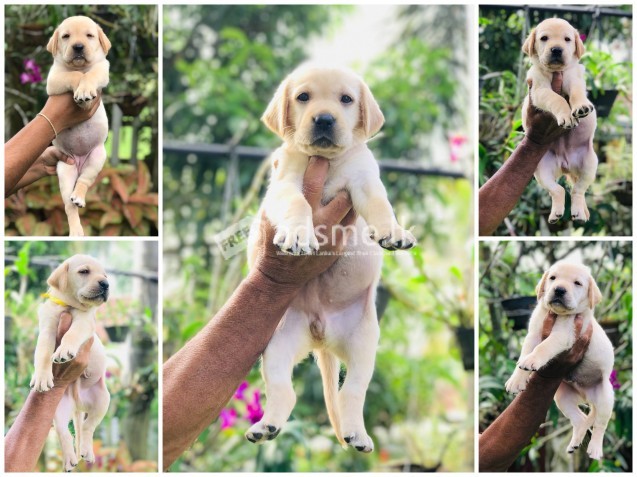 Quality Labrador puppies for sale