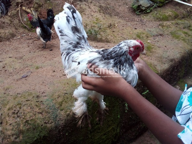 Japanese bantam cock