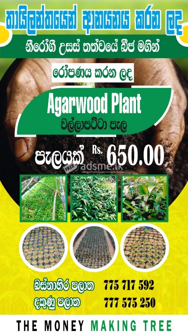 Agarwood