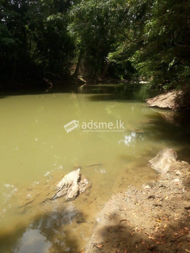 ඔක්කම්පිටියේ මැණික්හෝ වගාවට ගැරීමට ඉඩමක්