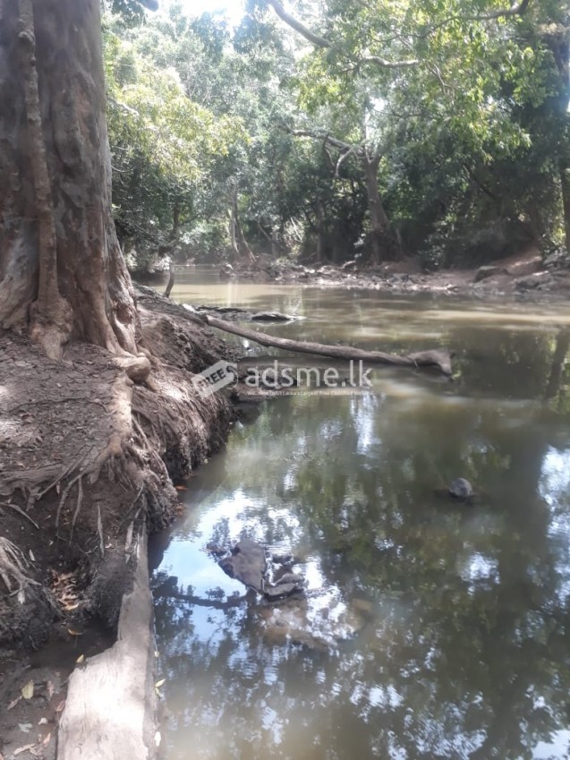 ඔක්කම්පිටියේ මැණික්හෝ වගාවට ගැරීමට ඉඩමක්