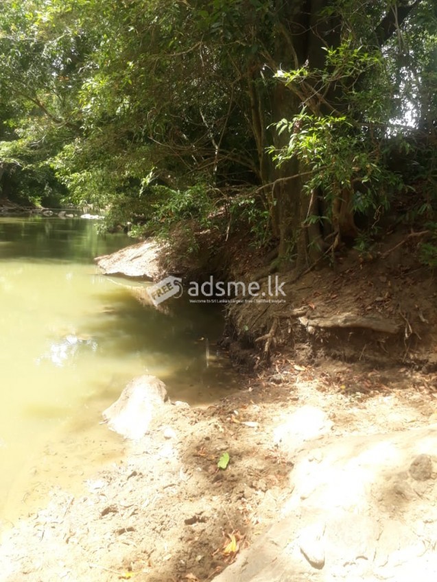 ඔක්කම්පිටියේ මැණික්හෝ වගාවට ගැරීමට ඉඩමක්
