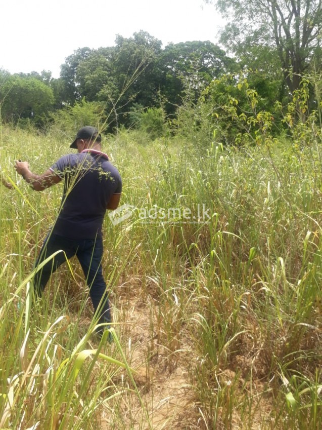 ඔක්කම්පිටියේ මැණික්හෝ වගාවට ගැරීමට ඉඩමක්