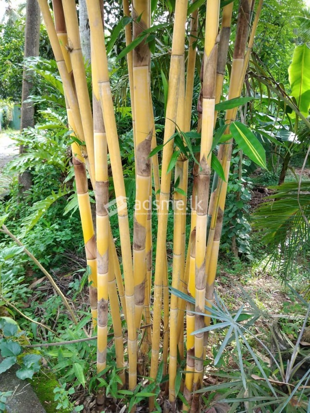 Malaysian Lucky bamboo cluster for sale
