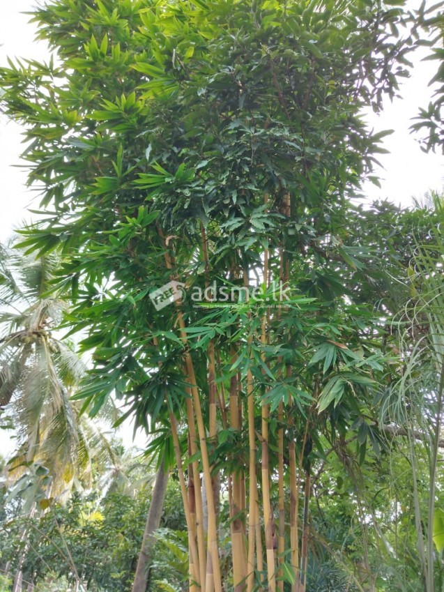 Malaysian Lucky bamboo cluster for sale