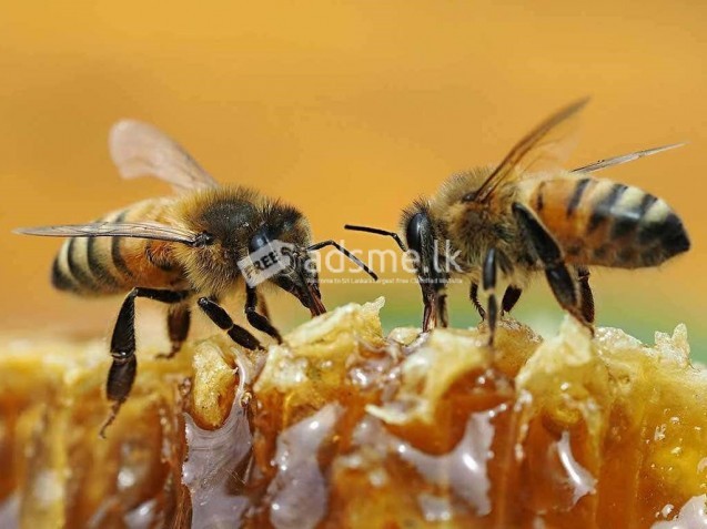 Pure Bee Honey(සුපිරිසිදු මී පැණි)