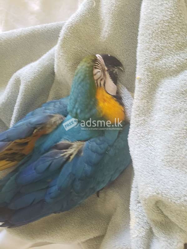 Blue and Gold Macaw Babies