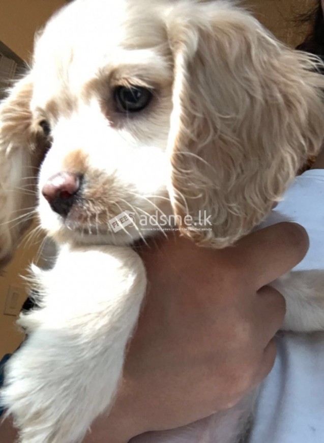 Cocker Spaniel Puppies