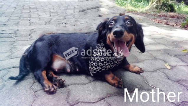 Dachshund puppies for sale