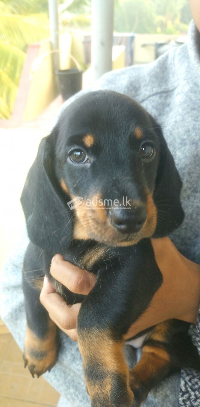 Dachshund puppies for sale