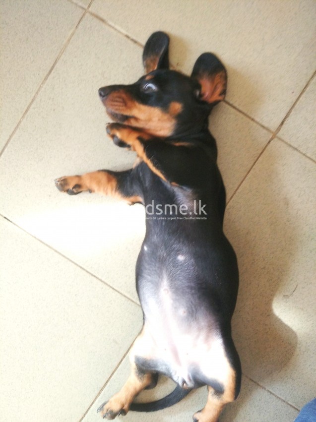 Dachshund puppies for sale