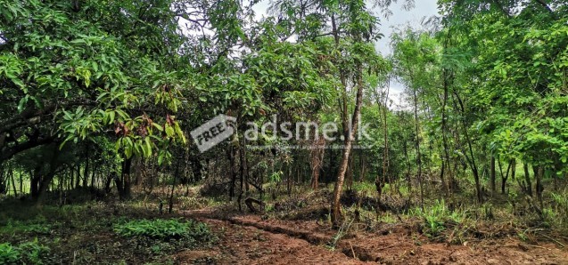 සීගිරියෙන් හොදම ඉඩමක් Land For Sale In Sigiriya
