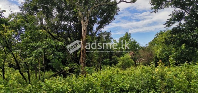 සීගිරියෙන් හොදම ඉඩමක් Land For Sale In Sigiriya