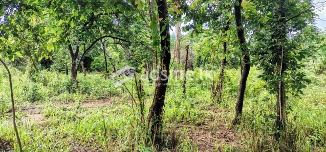 සීගිරියෙන් හොදම ඉඩමක් Land For Sale In Sigiriya