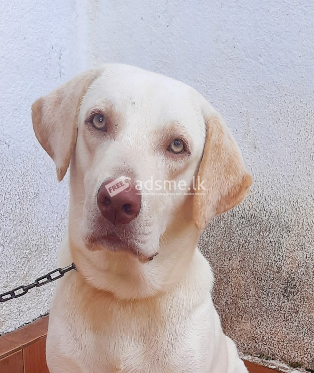 Lab ret