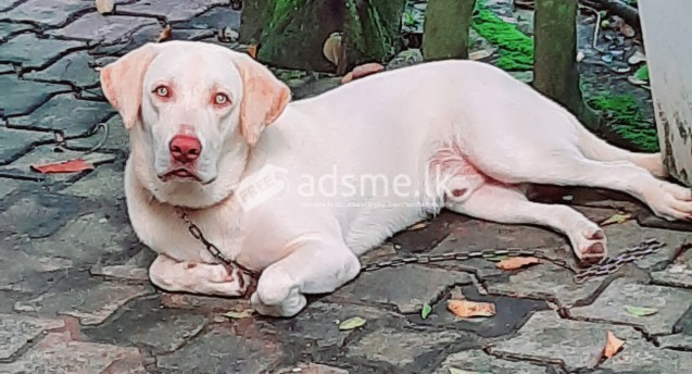 Lab ret