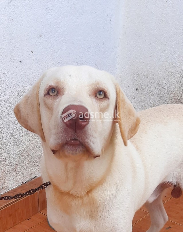 Lab ret