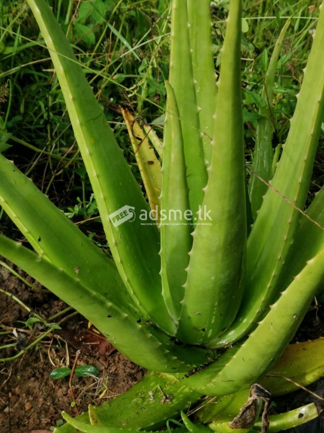 Aloe Vera