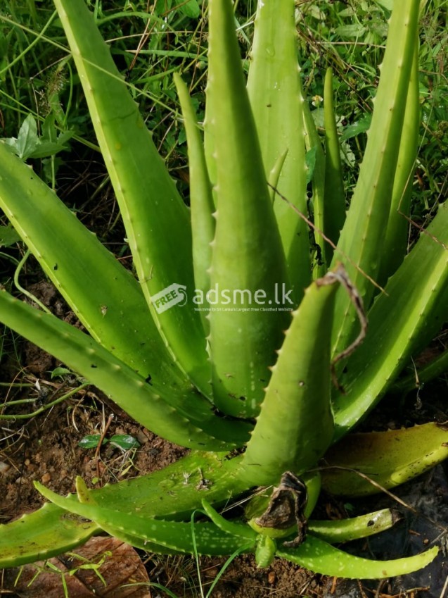 Aloe Vera