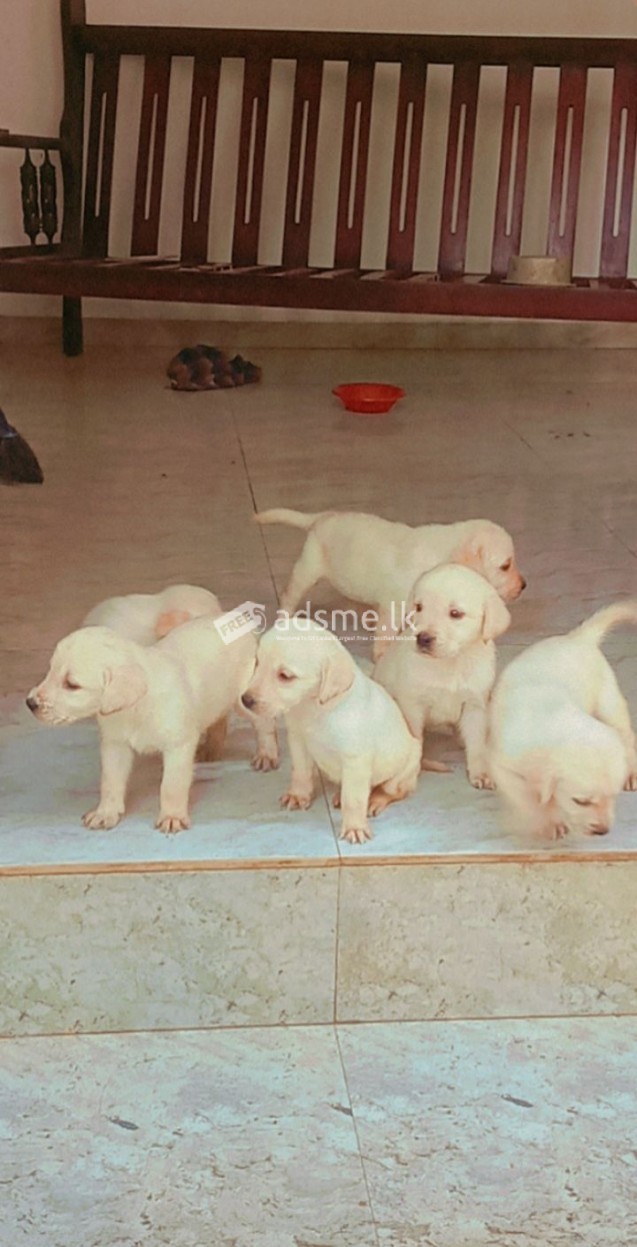 Labrador puppies