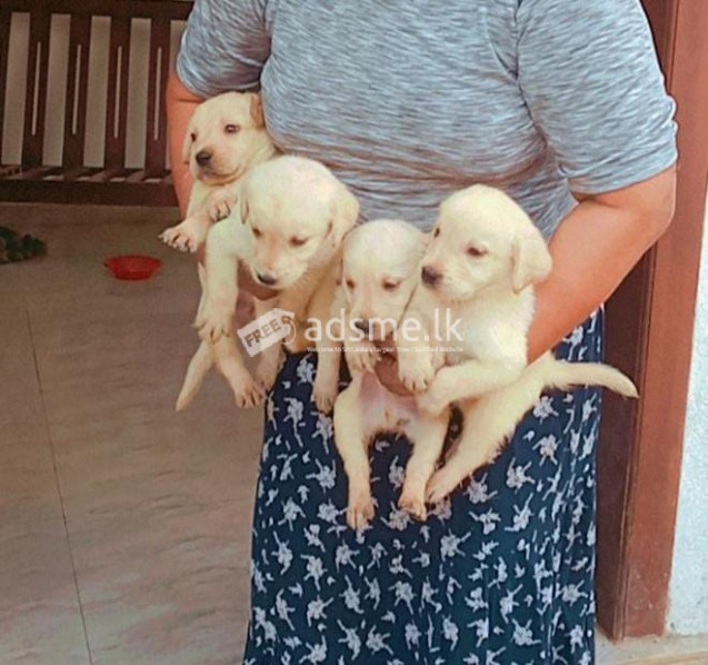 Labrador puppies