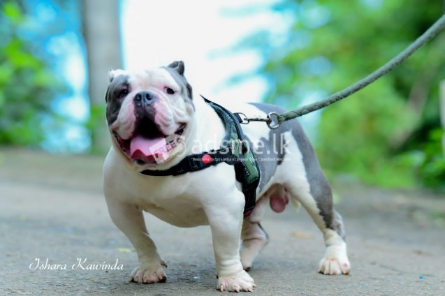 Top Quality American bully puppies