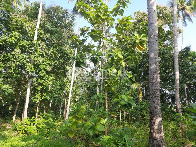 ඉඩමක් විකිණීමට - සේනපුර