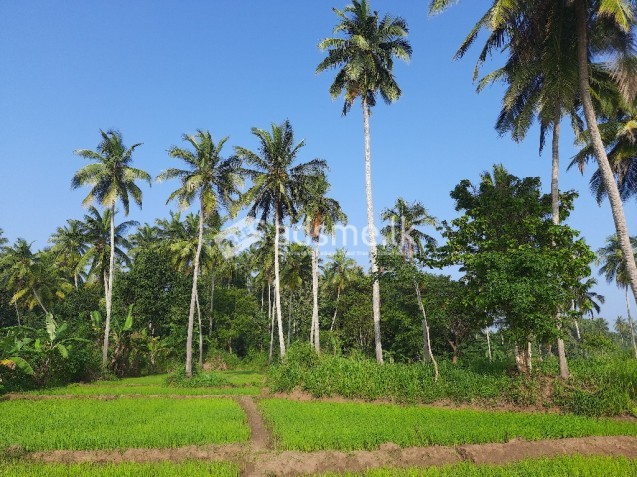 ඉඩමක් විකිණීමට - සේනපුර