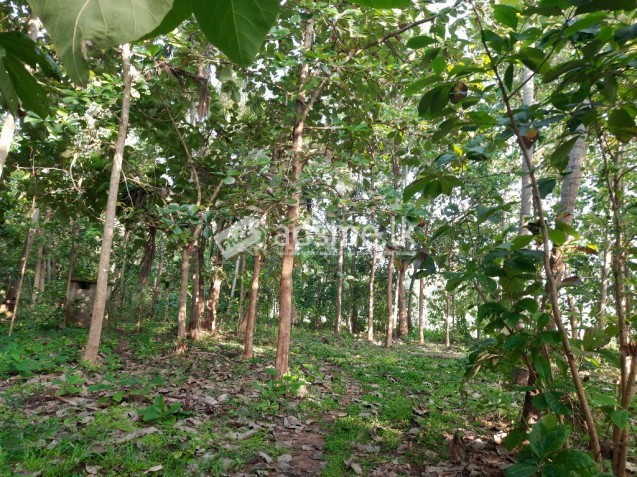 ඉඩමක් විකිණීමට - සේනපුර