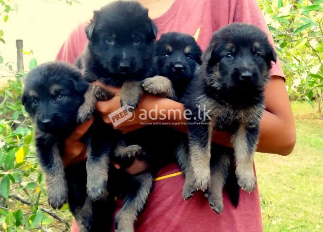 Lion German Shepherd Puppies