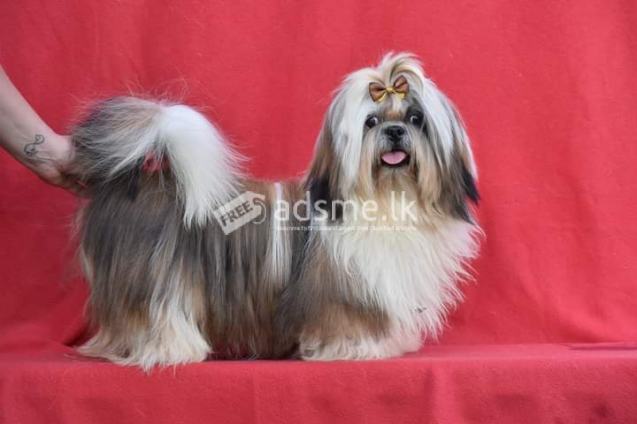 Imported Shih Tzu Male For Crossing Sri Lanka