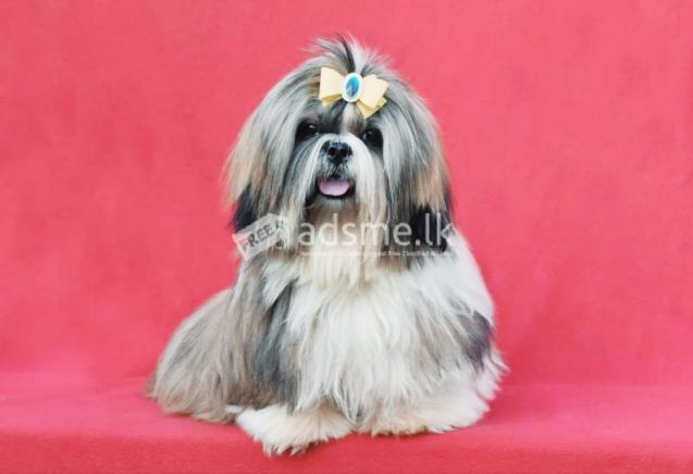 Imported Shih Tzu Male For Crossing Sri Lanka