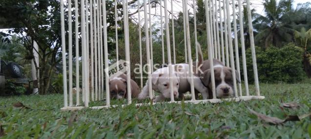 American Bully Puppies