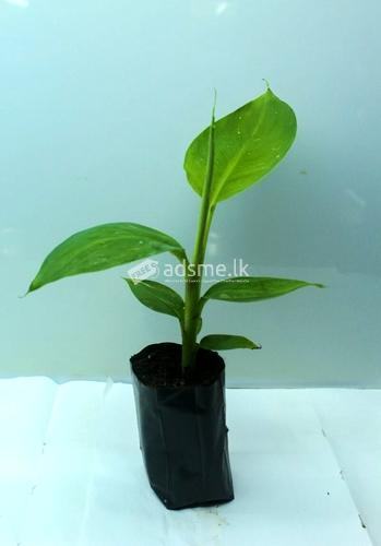 පටක රෝපිත කෙසෙල් පැල Tissue Culture Banana Plants for sale
