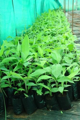 පටක රෝපිත  කෙසෙල් පැල Tissue Culture Banana Plants for sale