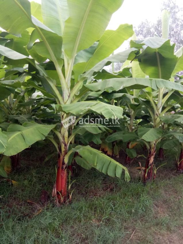 පටක රෝපිත  කෙසෙල් පැල Tissue Culture Banana Plants for sale