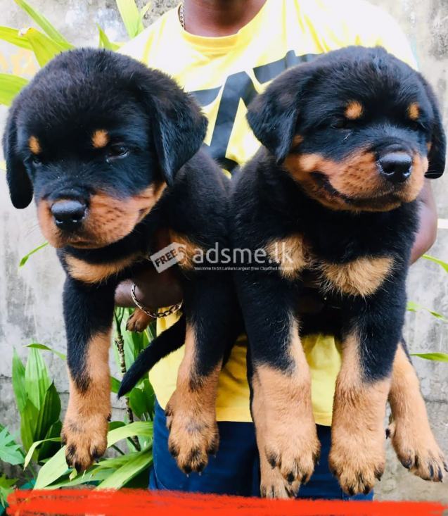 Kasl registed Rotwailer puppies.