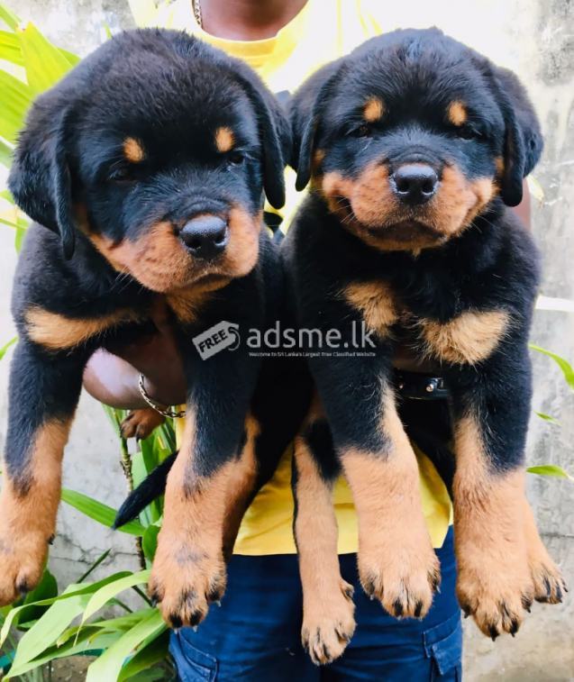 Kasl registed Rotwailer puppies.